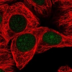 Immunofluorescent staining of human cell line MCF7 shows localization to nucleus & nucleoli.