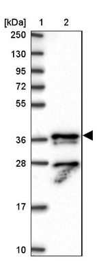 Anti-KIAA1191 Antibody