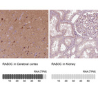 Anti-RAB3C Antibody