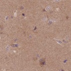 Immunohistochemical staining of human cerebral cortex using Anti-NAXE antibody HPA048164.