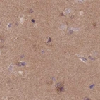 Immunohistochemical staining of human cerebral cortex using Anti-NAXE antibody HPA048164.