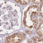 Immunohistochemical staining of human kidney using Anti-NAXE antibody HPA048164.