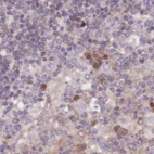 Immunohistochemical staining of human lymph node using Anti-NAXE antibody HPA048164.