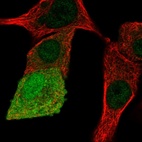Immunofluorescent staining of human cell line A549 shows localization to nucleoplasm & cytosol.
