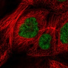 Anti-RSRC2 Antibody