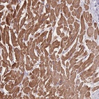 Anti-FAM124A Antibody