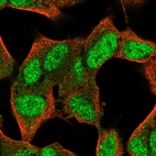 Immunofluorescent staining of human cell line SH-SY5Y shows localization to nucleoplasm & cytosol.