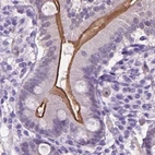 Immunohistochemical staining of human duodenum using Anti-ACY3 antibody HPA048187.