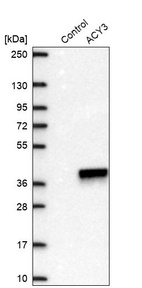 Western blot analysis in control (vector only transfected HEK293T lysate) and ACY3 over-expression lysate (Co-expressed with a C-terminal myc-DDK tag (~3.1 kDa) in mammalian HEK293T cells, LY408962).