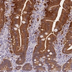 Immunohistochemical staining of human duodenum shows high expression.