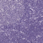 Immunohistochemical staining of human lymph node shows low expression as expected.