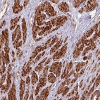Anti-CCDC154 Antibody