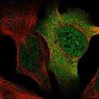 Immunofluorescent staining of human cell line U-2 OS shows localization to nucleoplasm, plasma membrane & cytosol.