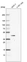 Anti-MVD Antibody