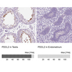 Anti-PDCL2 Antibody