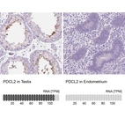 Anti-PDCL2 Antibody