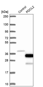 Western blot analysis in control (vector only transfected HEK293T lysate) and PDCL2 over-expression lysate (Co-expressed with a C-terminal myc-DDK tag (~3.1 kDa) in mammalian HEK293T cells, LY407569).