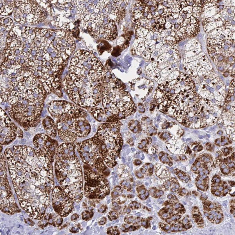 Anti-HSPE1 Antibody