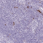 Immunohistochemical staining of human lymph node shows moderate extracellular positivity in non-germinal center cells.