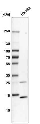 Western blot analysis in human cell line HepG2.