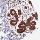 Anti-ALS2CL Antibody