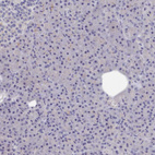 Immunohistochemical staining of human pancreas shows no positivity in exocrine glandular cells as expected.