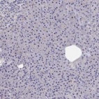 Immunohistochemical staining of human pancreas shows no positivity in exocrine glandular cells as expected.