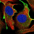Immunofluorescent staining of human cell line U-2 OS shows localization to vesicles.