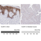 Anti-CLDN1 Antibody