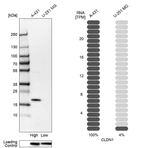 Western blot analysis in human cell lines A-431 and U-251MG using Anti-CLDN1 antibody. Corresponding CLDN1 RNA-seq data are presented for the same cell lines. Loading control: Anti-HSP90B1.