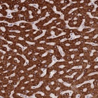 Anti-ZNF140 Antibody