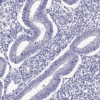 Immunohistochemical staining of human endometrium shows low expression as expected.