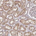 Immunohistochemical staining of human kidney shows moderate granular cytoplasmic positivity in cells in tubules.