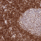 Anti-SELENOH Antibody