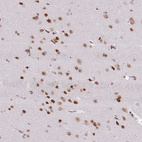 Anti-SELENOH Antibody