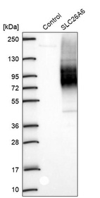 Western blot analysis in control (vector only transfected HEK293T lysate) and SLC26A6 over-expression lysate (Co-expressed with a C-terminal myc-DDK tag (~3.1 kDa) in mammalian HEK293T cells, LY403342).