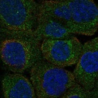 Anti-PLSCR3 Antibody