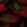 Anti-THOC5 Antibody
