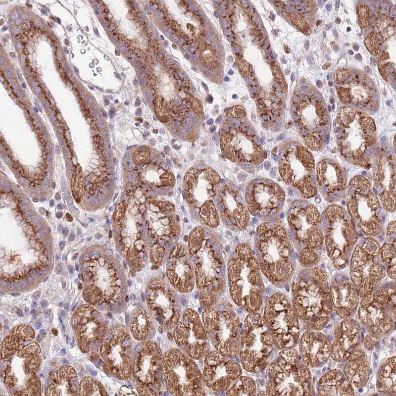 Anti-ARL2BP Antibody