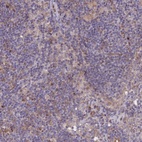 Anti-KIAA0922 Antibody