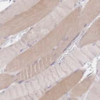 Immunohistochemical staining of human skeletal muscle shows low expression as expected.