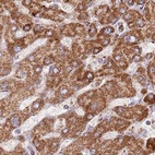 Immunohistochemical staining of human liver using Anti-ATP5H antibody HPA048459.