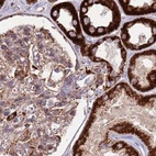 Immunohistochemical staining of human kidney using Anti-ATP5H antibody HPA048459.