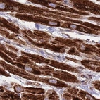 Immunohistochemical staining of human heart muscle using Anti-ATP5H antibody HPA048459.