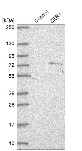 Anti-ZER1 Antibody