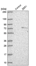 Anti-ZER1 Antibody