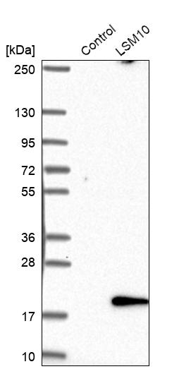 Anti-LSM10 Antibody