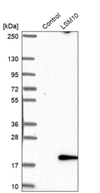 Anti-LSM10 Antibody