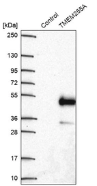 Western blot analysis in control (vector only transfected HEK293T lysate) and TMEM255A over-expression lysate (Co-expressed with a C-terminal myc-DDK tag (~3.1 kDa) in mammalian HEK293T cells, LY413424).