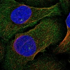 Immunofluorescent staining of human cell line U-2 OS shows localization to plasma membrane, cytosol, centrosome & cytokinetic bridge.